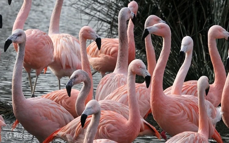 ARTIS Royal Zoo Admission in Amsterdam
