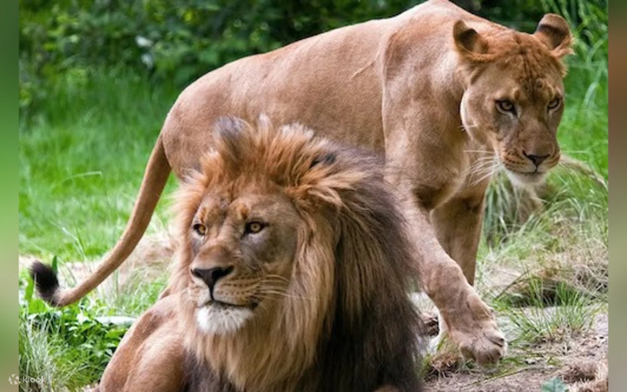 Bronx Zoo Ticket in New York