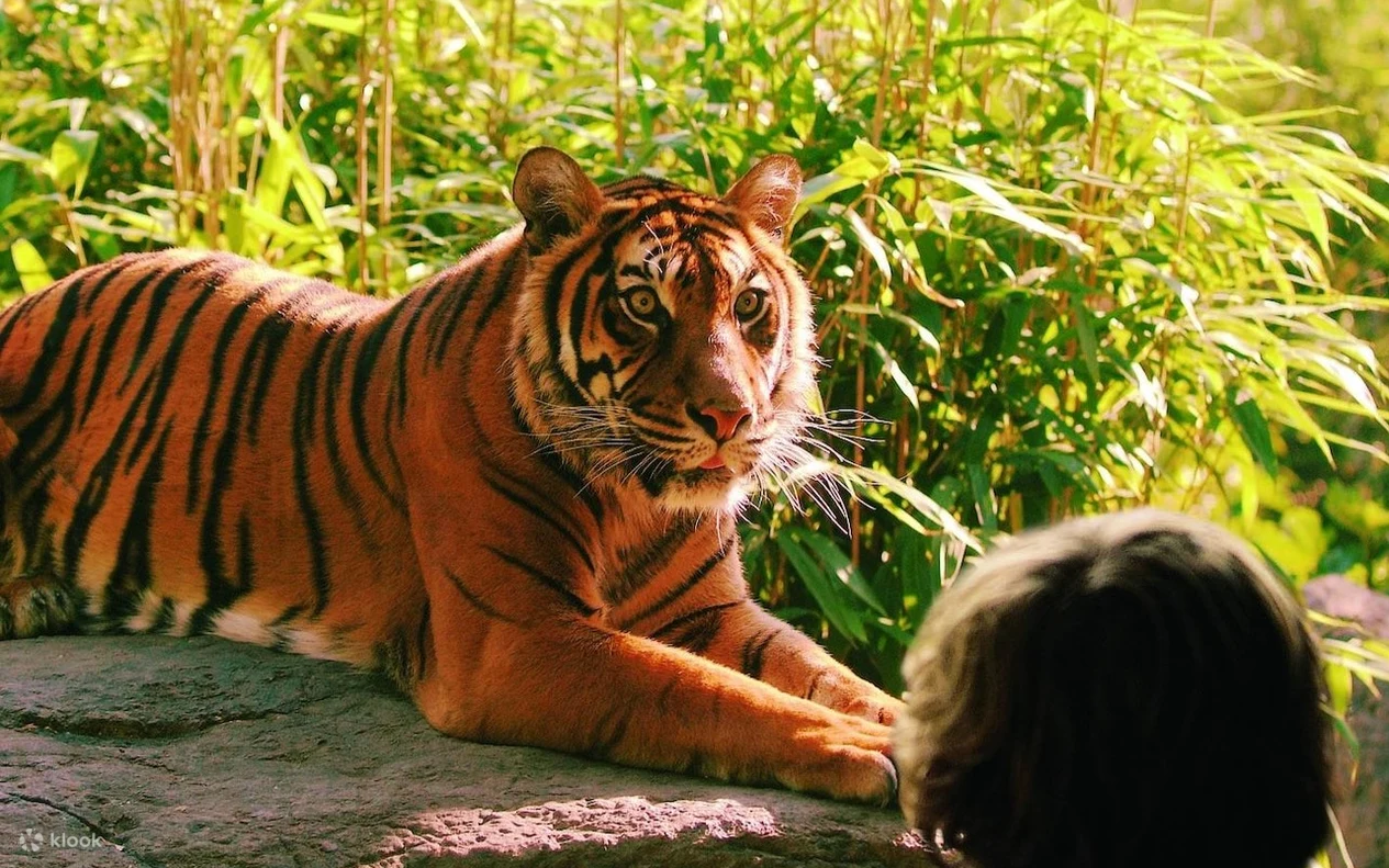 The Ultimate Travel Zoo Guide 2026: Most Booked Zoos Worldwide