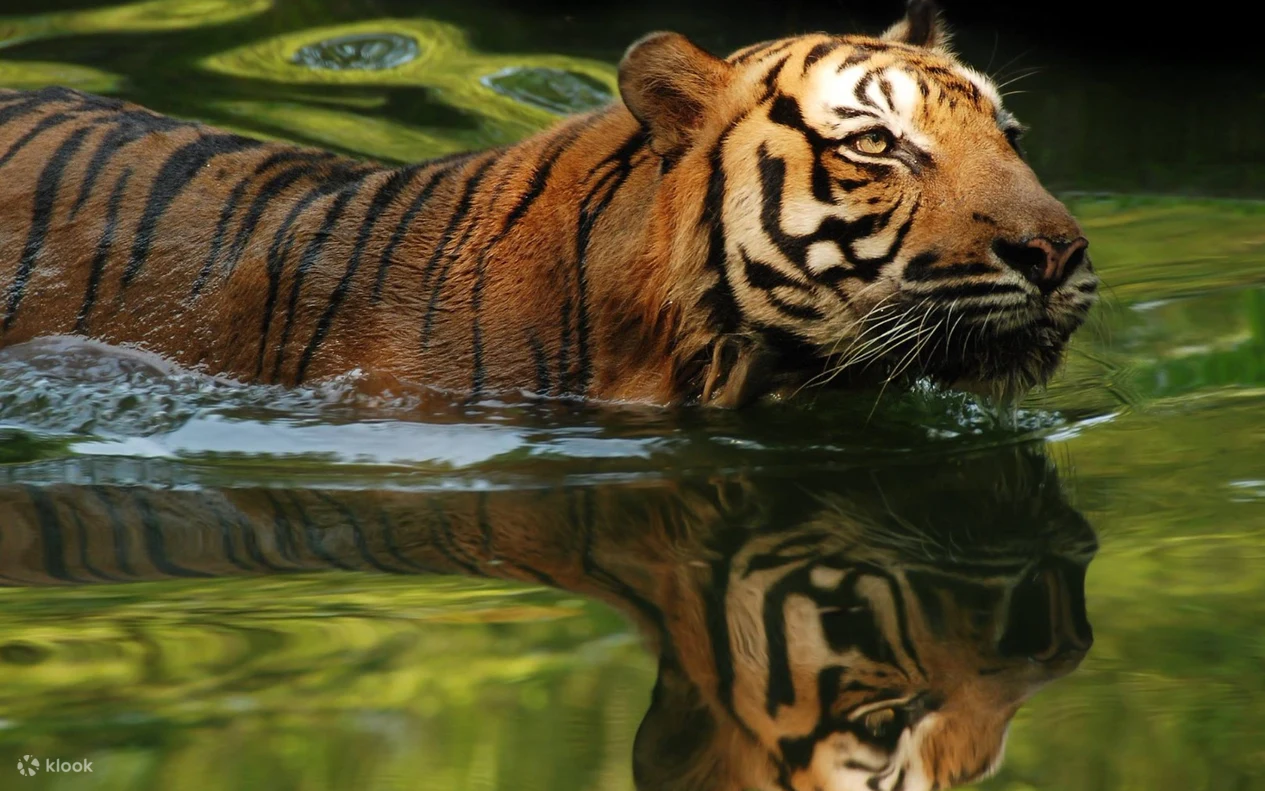 Zoo Negara Ticket in Malaysia